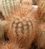 Echinocereus  reichenbachii v baileyi Lawton - Кактусы и суккуленты из Харькова от Оли и Сергея Мирошниченко