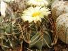 Astrophytum crassispinum 'Socorro' - Кактусы и суккуленты из Харькова от Оли и Сергея Мирошниченко