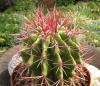 Ferocactus pilisus - Кактусы и суккуленты из Харькова от Оли и Сергея Мирошниченко