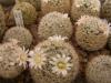 Mammillaria viescensis ML546 - Кактусы и суккуленты из Харькова от Оли и Сергея Мирошниченко