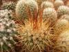 Mammillaria apozolensis v saltensis - Кактусы и суккуленты из Харькова от Оли и Сергея Мирошниченко