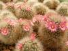 Mammillaria bocasana v roseiflora - Кактусы и суккуленты из Харькова от Оли и Сергея Мирошниченко