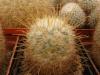 Mammillaria bombicina f flavispina - Кактусы и суккуленты из Харькова от Оли и Сергея Мирошниченко