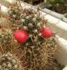 Mammillaria capensis - Кактусы и суккуленты из Харькова от Оли и Сергея Мирошниченко