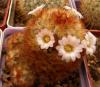 Mammillaria carmenae v rubrispina - Кактусы и суккуленты из Харькова от Оли и Сергея Мирошниченко