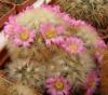 Mammillaria carmenae x laui - Кактусы и суккуленты из Харькова от Оли и Сергея Мирошниченко